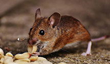 24 Hour & Emergency Exterminators in Alabama Hills, CA